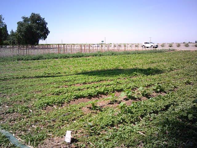 582 N Academy Ave, Sanger, CA 93657 - view of yard featuring a view of countryside