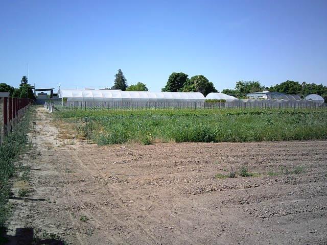 582 N Academy Ave, Sanger, CA 93657 - view of yard