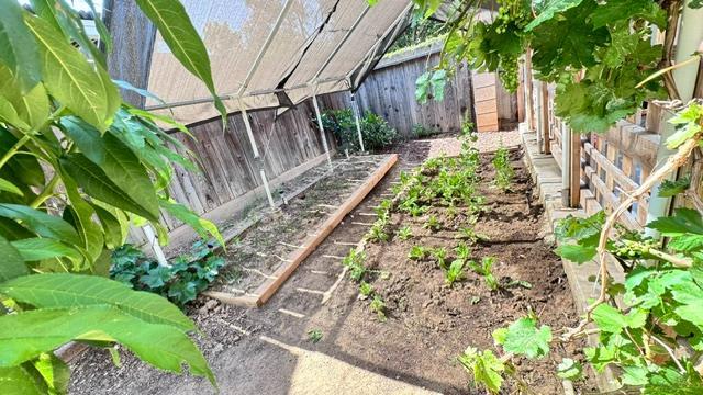 5455 N Marty Ave Unit 111, Fresno, CA 93711 - fenced backyard with a garden