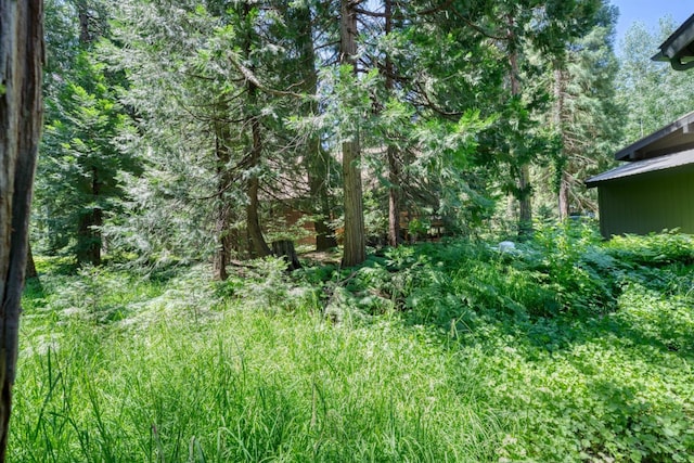 42055 Saddleback Rd, Shaver Lake, CA 93664 - view of wooded area