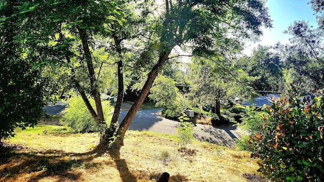 40885 Elliott Dr, Oakhurst, CA 93644 - view of yard