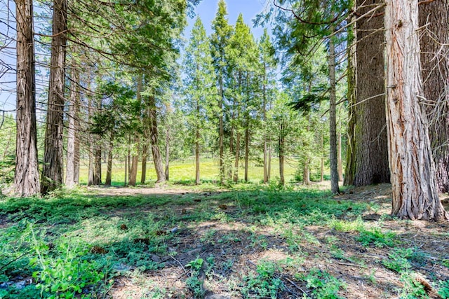 41628 Musick Dr, Shaver Lake, CA 93602 - photo 5