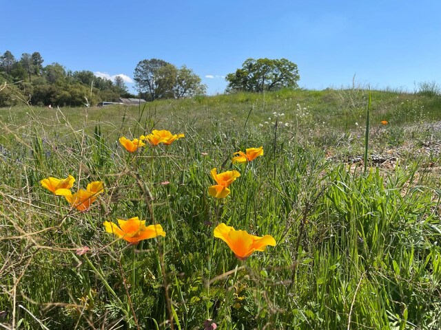 2 Buggy Whip Dr, Coarsegold, CA 93614