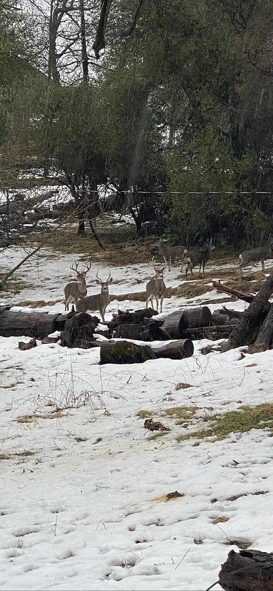 36522 Mudge Ranch Rd, Coarsegold, CA 93614 - view of snowy yard