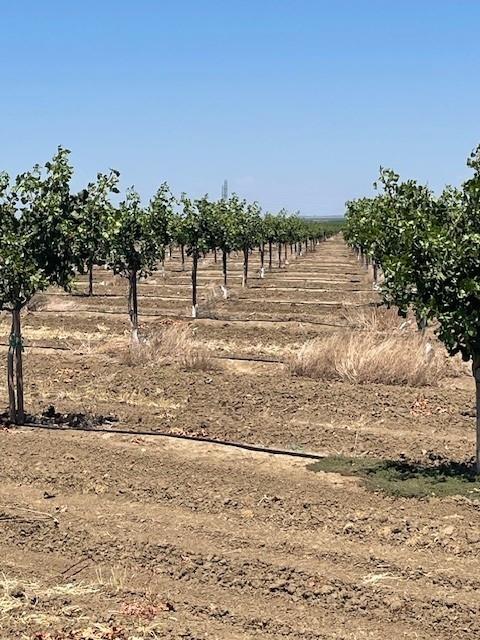 123 N Russell, Firebaugh, CA 93622 - photo 6