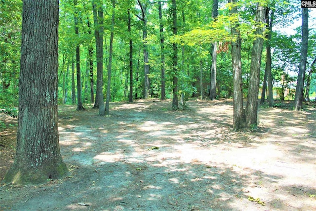 view of local wilderness