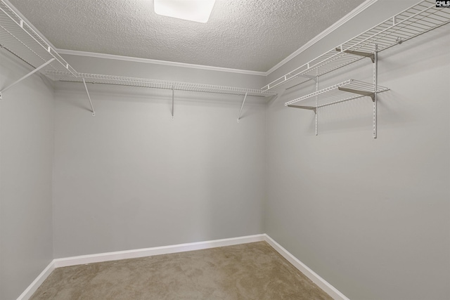 walk in closet featuring carpet floors