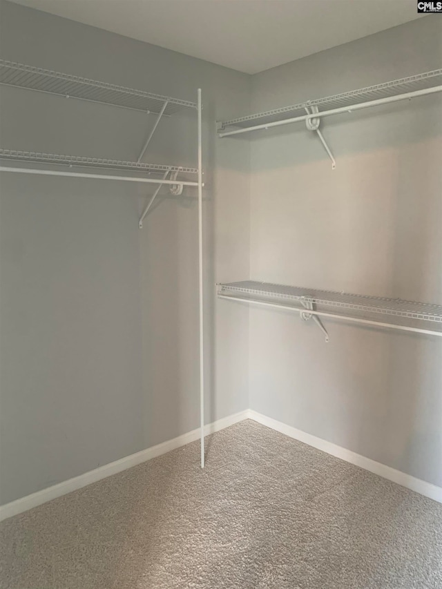 walk in closet with carpet flooring