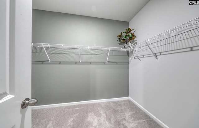 spacious closet with carpet