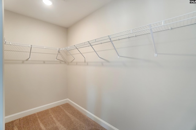 walk in closet with carpet flooring