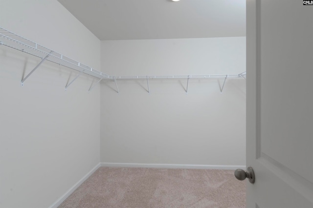 spacious closet with carpet flooring