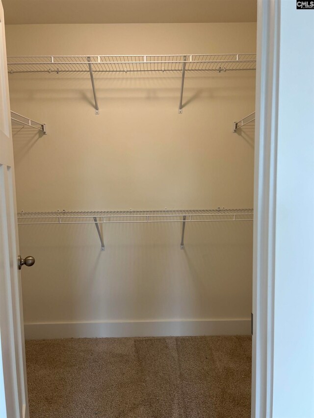 spacious closet featuring carpet