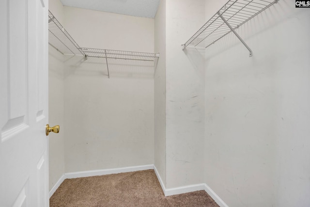 spacious closet featuring carpet