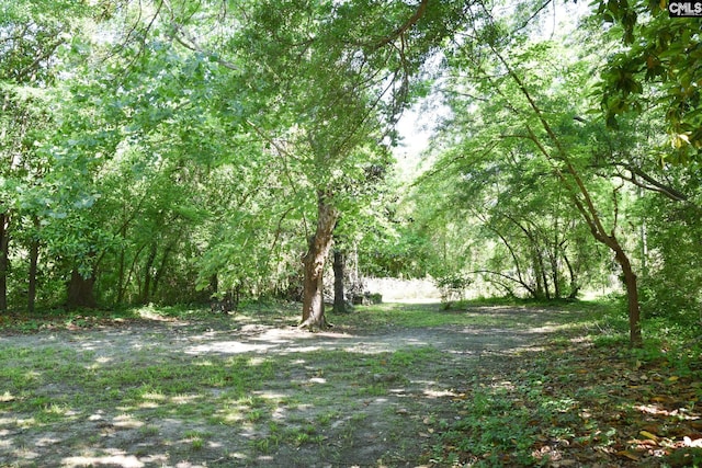 view of local wilderness