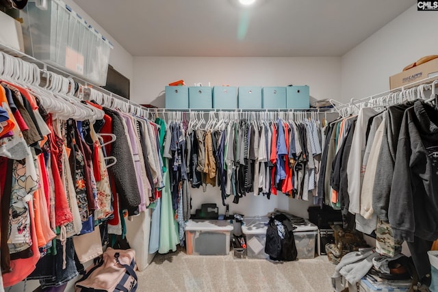 walk in closet with carpet flooring