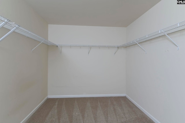 walk in closet featuring carpet floors