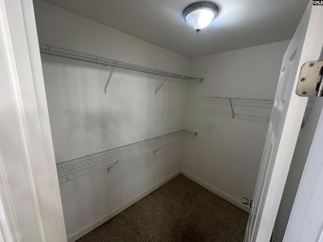 spacious closet featuring carpet floors