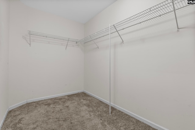 walk in closet with carpet flooring