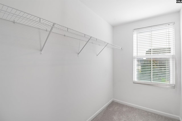 walk in closet with carpet floors