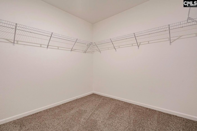 spacious closet featuring carpet