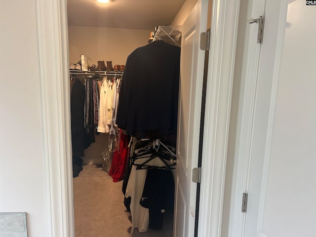 walk in closet featuring carpet flooring