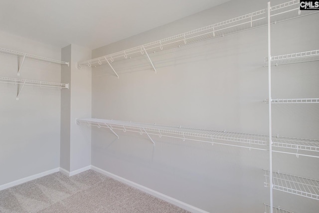 spacious closet with carpet