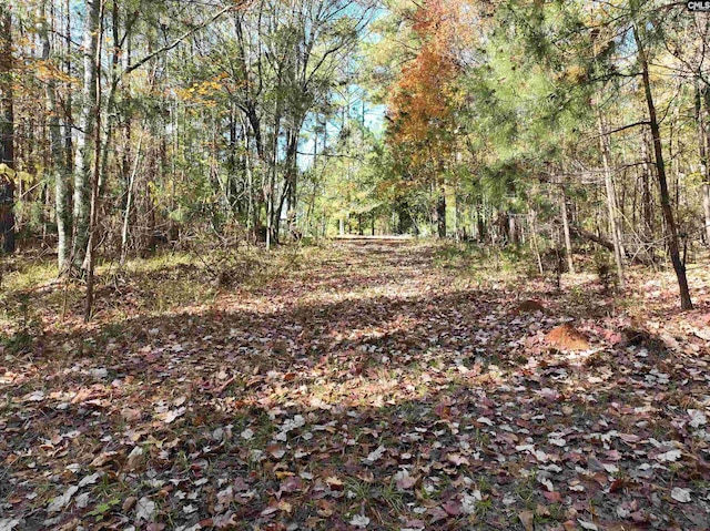 view of local wilderness