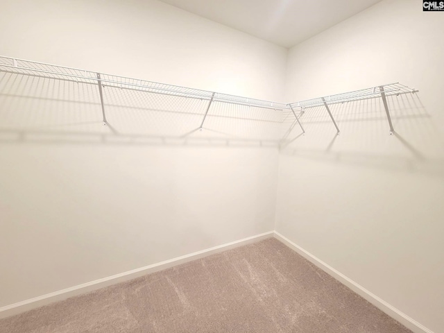 walk in closet with carpet