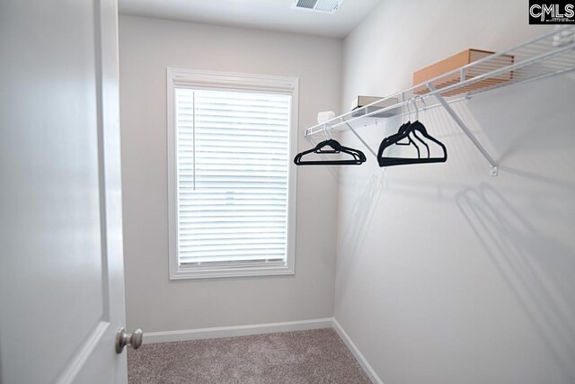 spacious closet featuring carpet