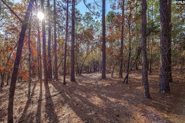 view of local wilderness