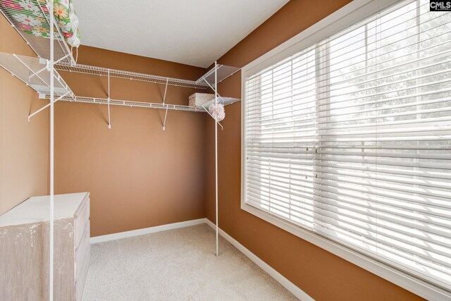 walk in closet featuring carpet