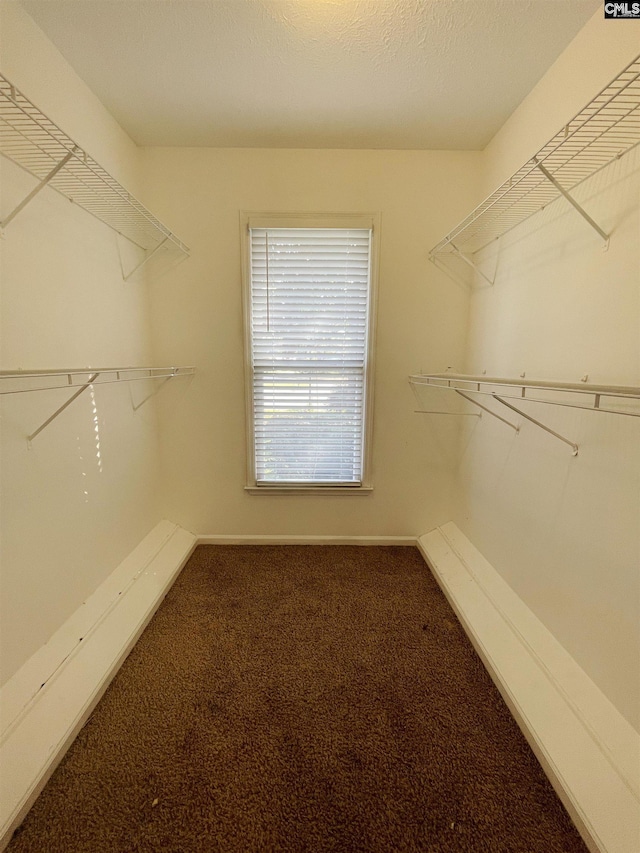 spacious closet featuring carpet