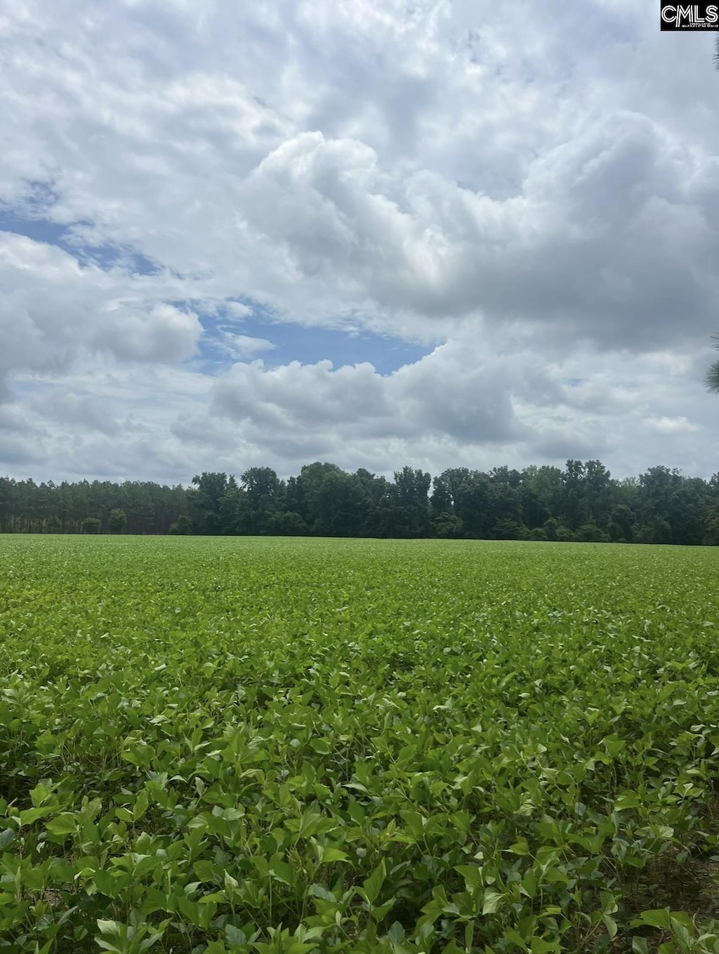 Puddin Swamp Rd, Turbeville, SC 29162