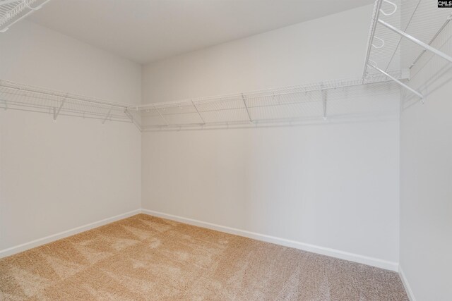 walk in closet with carpet flooring