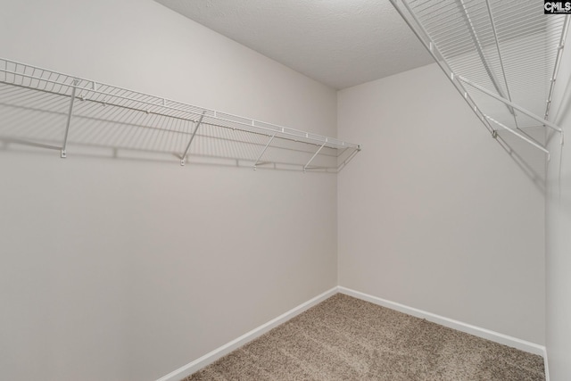 spacious closet featuring carpet floors