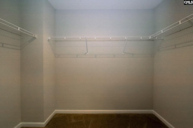 spacious closet featuring carpet