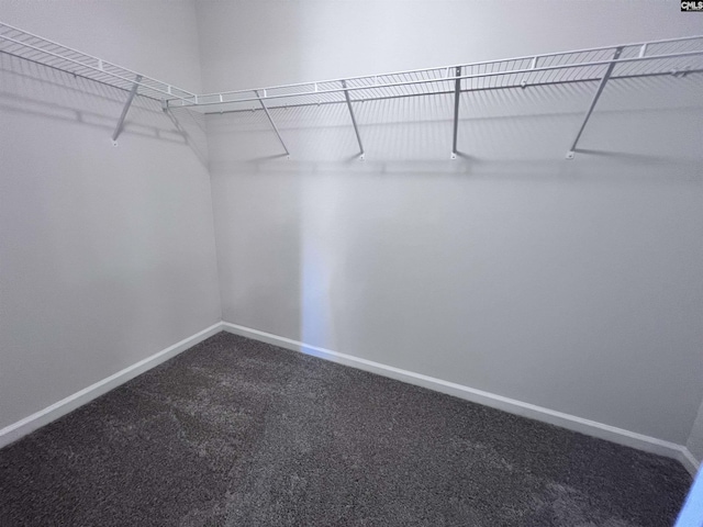 walk in closet with carpet flooring