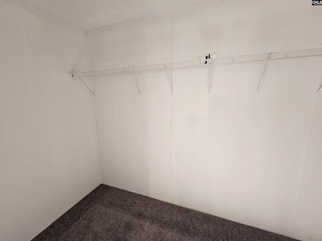 1611 Carolina Ln, Beaufort, SC 29906 - walk in closet with carpet floors