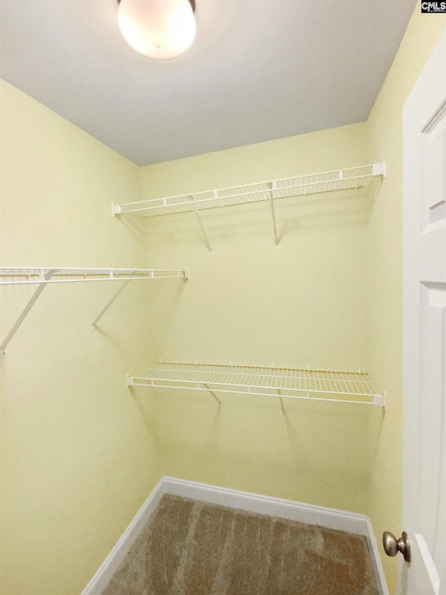 spacious closet featuring carpet flooring