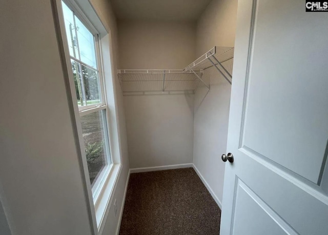 spacious closet featuring carpet floors