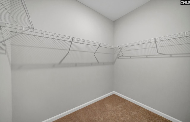 walk in closet with carpet flooring