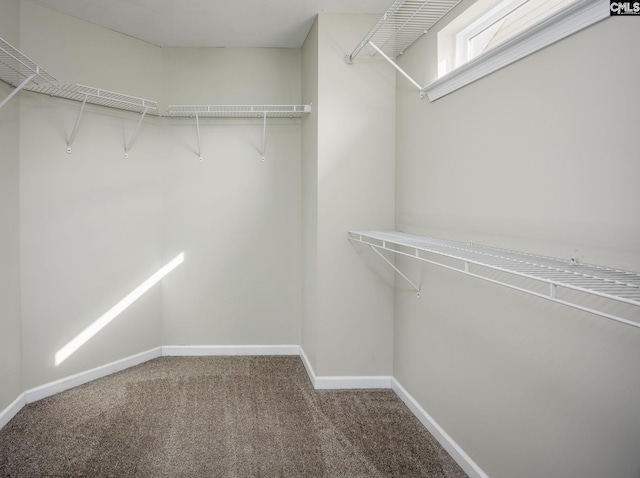 walk in closet with carpet flooring