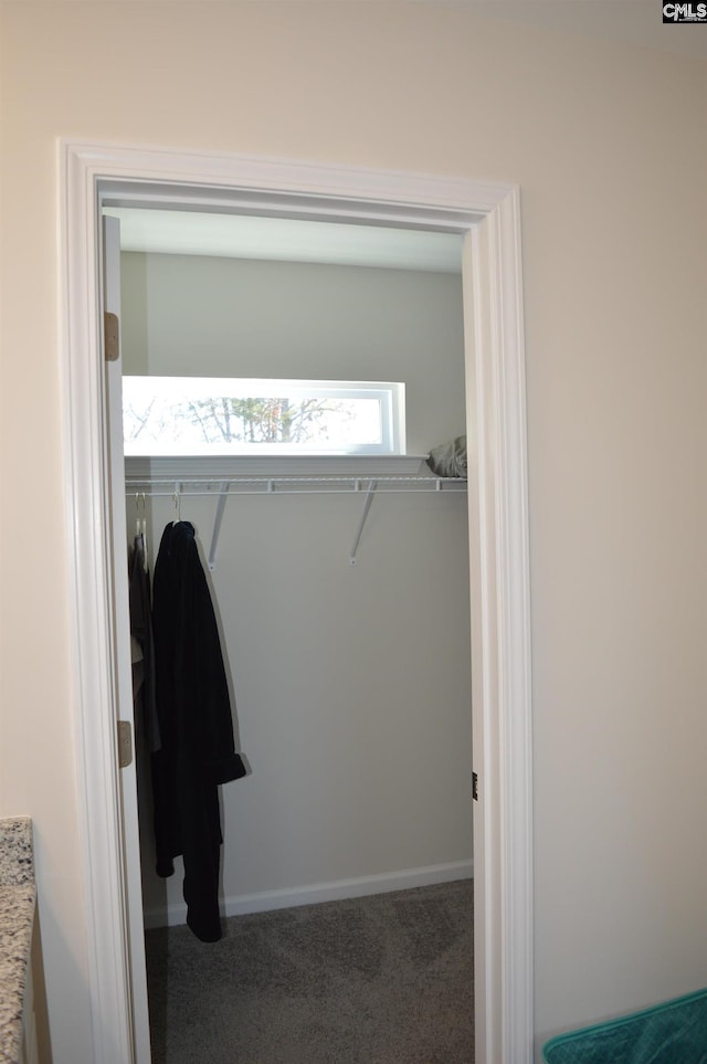 spacious closet featuring carpet flooring