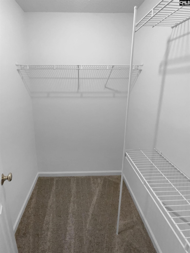 spacious closet featuring carpet flooring