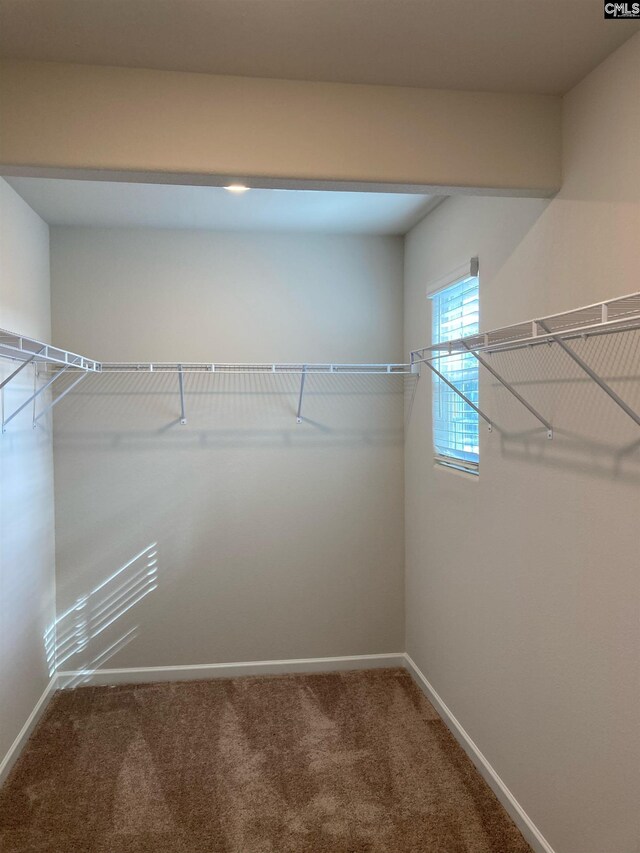 spacious closet featuring carpet floors