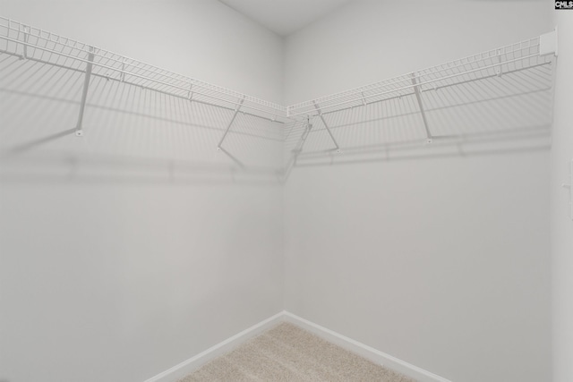 spacious closet featuring carpet