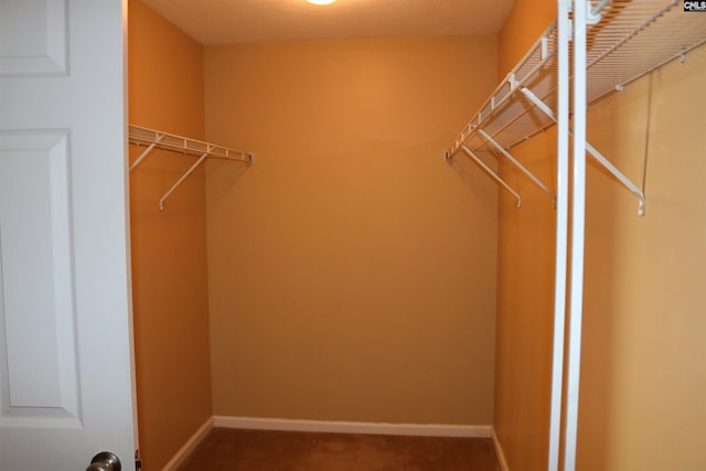 spacious closet featuring carpet flooring