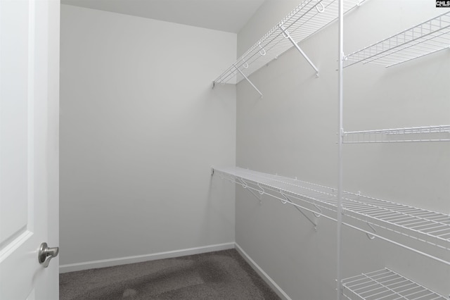 spacious closet with carpet flooring