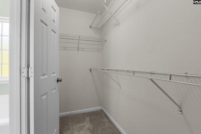 spacious closet featuring carpet