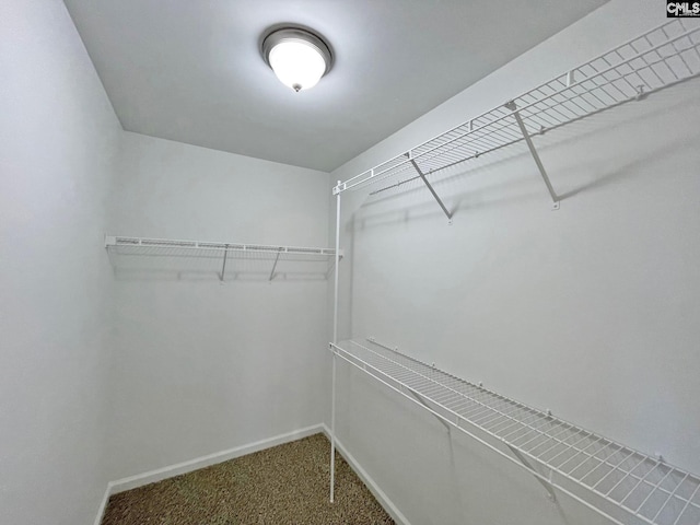 spacious closet featuring carpet floors